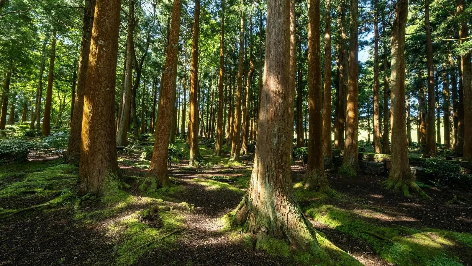 Doğanın Kalbine Yolculuk: Tanto Bushcraft ile Eğitimden Maceraya
