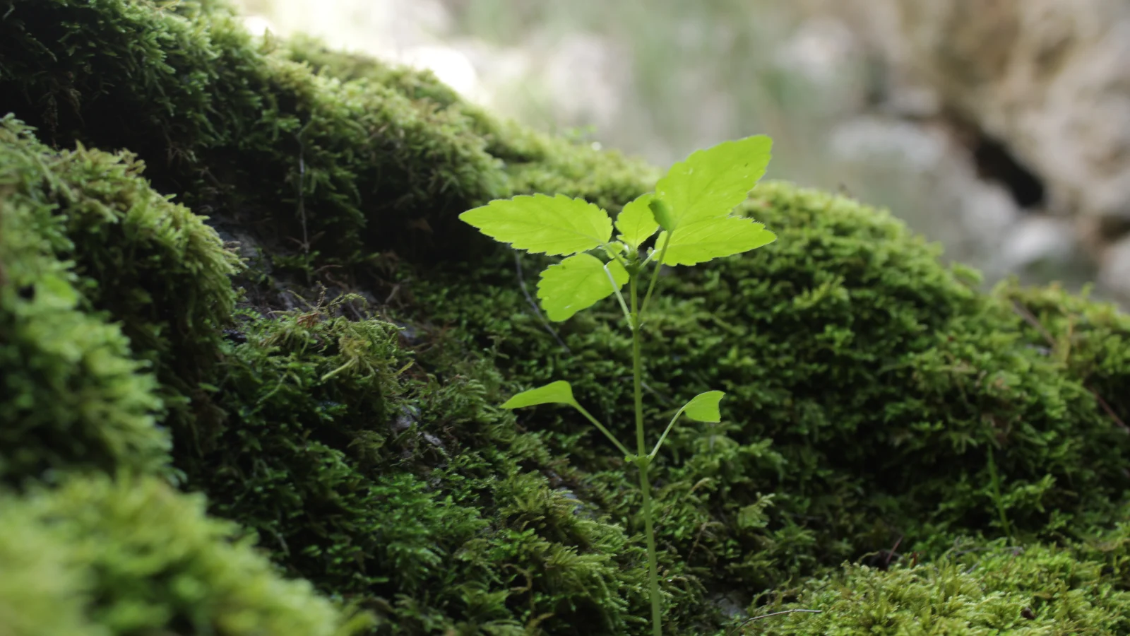 Bushcraft Nedir? Sürdürülebilir Yaşam ve Doğayla Uyum Rehberi 