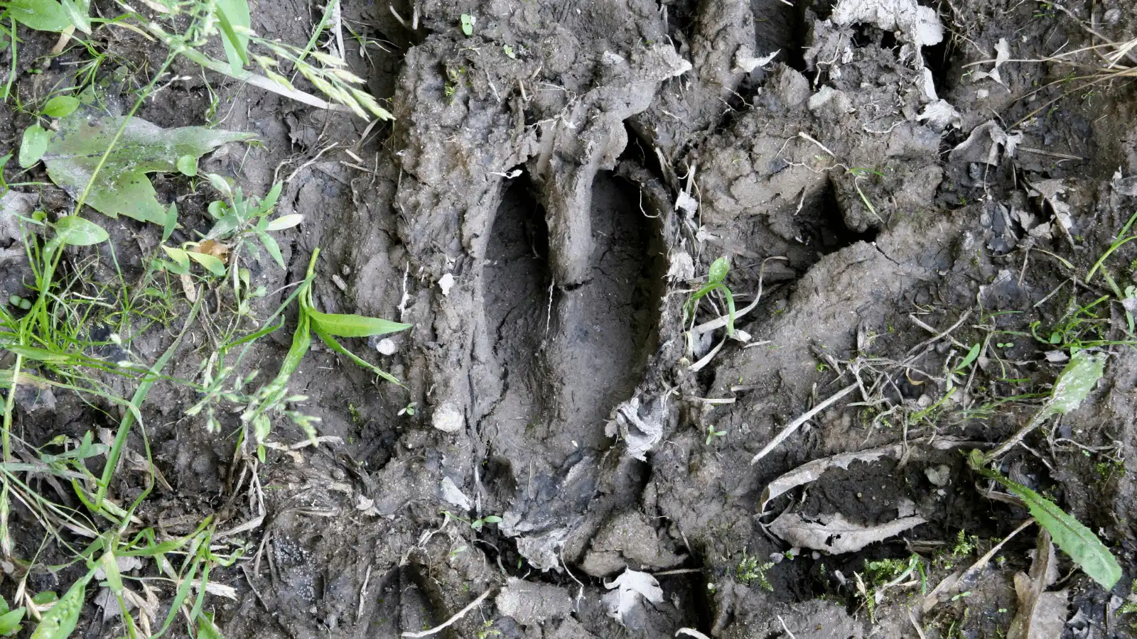 Doğada İz Takibi: Bushcraft’ta Sessiz Gözlem ve Hayvan İzlerini Okuma Rehberi